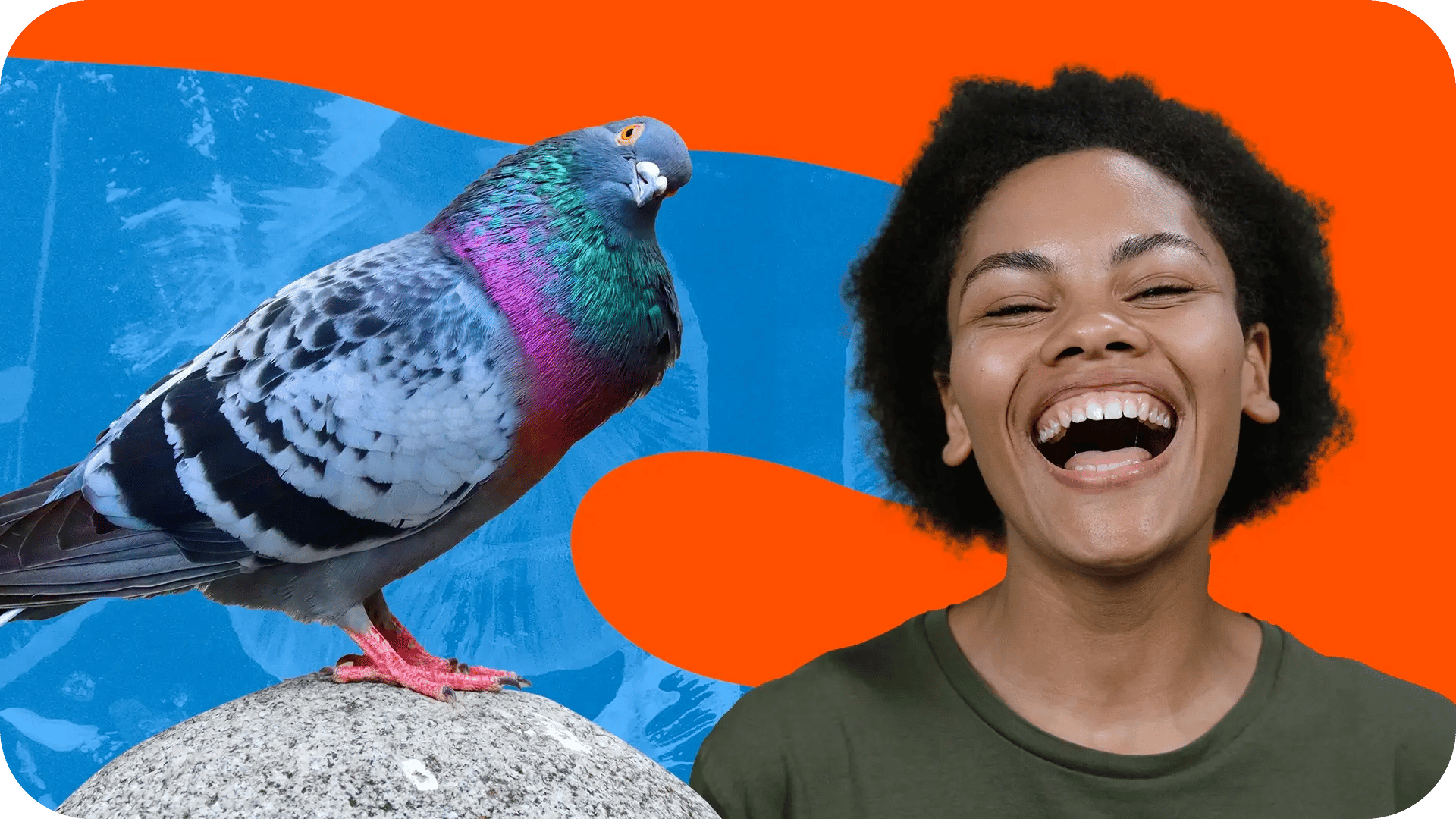 a pigeon and a lauging teacher 