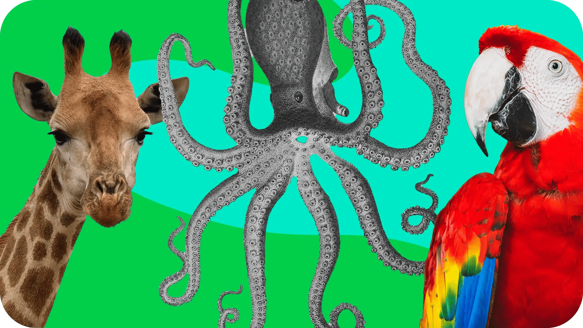 a giraffe, an octopus, and a macaw 