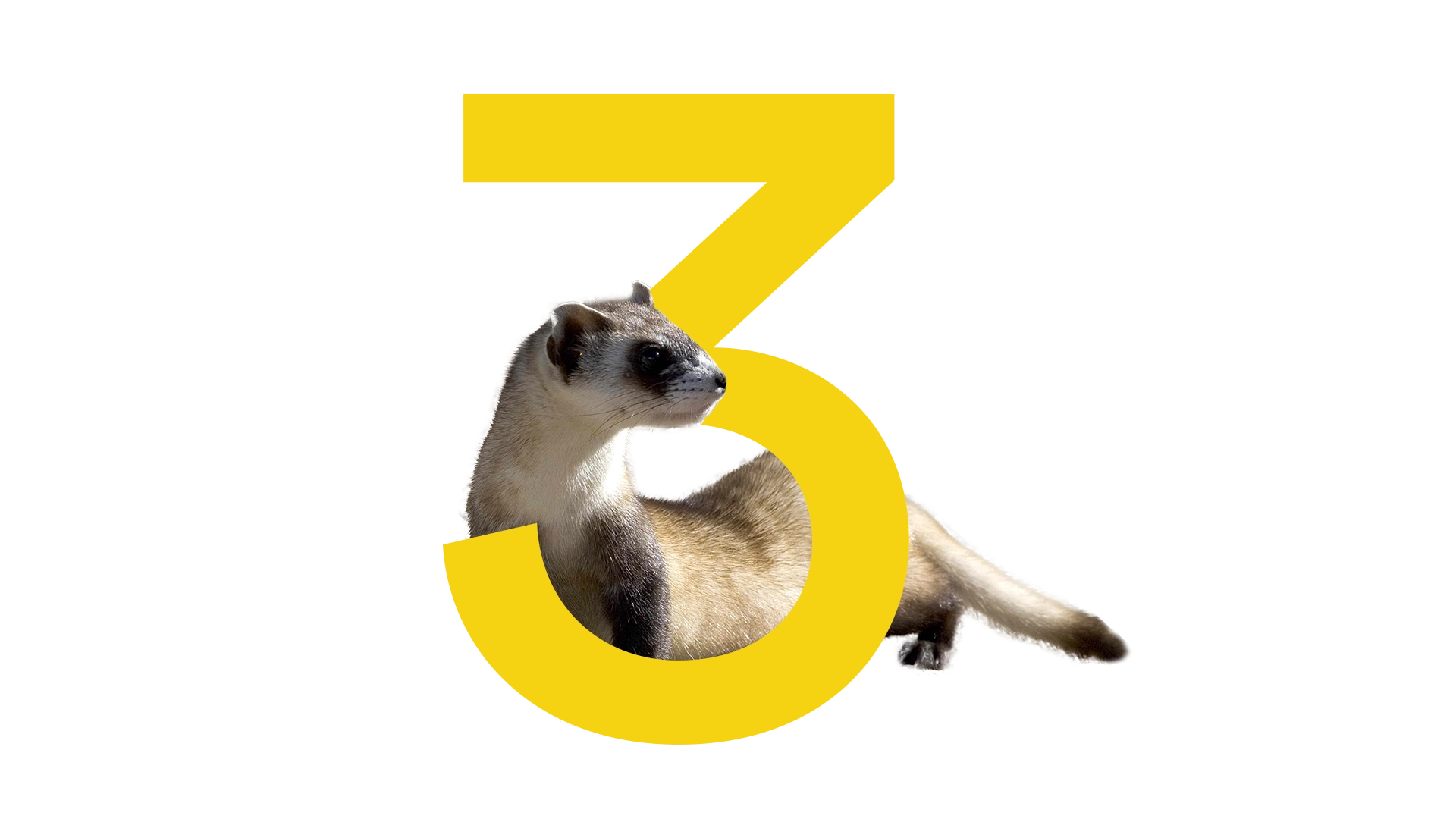 3
